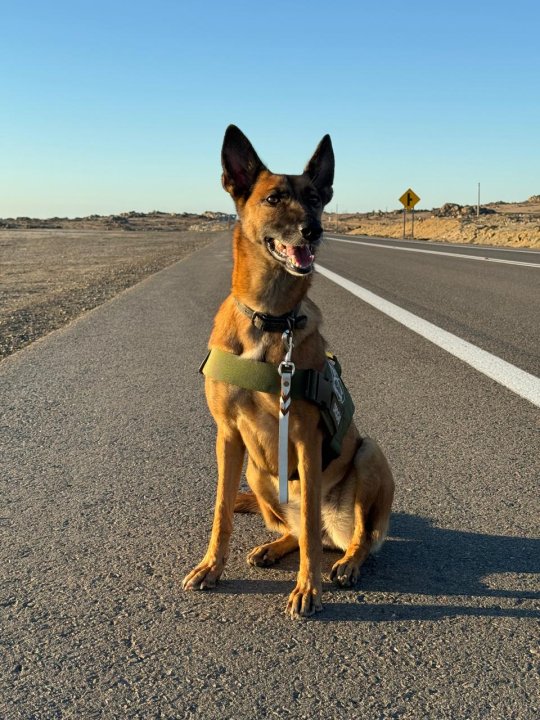 /heroes-de-cuatro-patas-canes-de-carabineros-atacama-aliados-clave-en-la