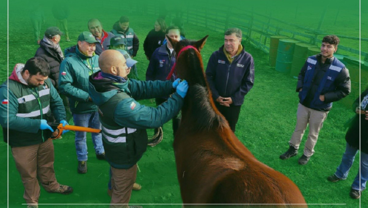 /municipalidad-de-curanilahue-y-sag-informan-sobre-presencia-de-anemia