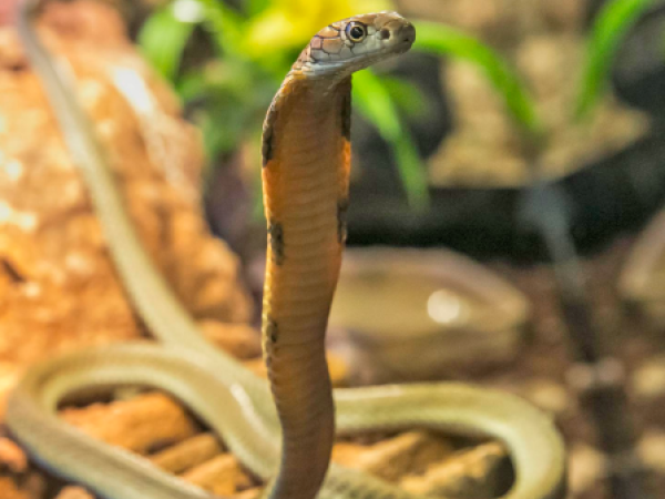 Hombre mata a mordiscos a serpiente en India: Se justificó por una 
