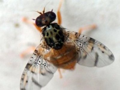 SAG inició campaña de erradicación de la mosca de la fruta tras detección de cuatro insectos en O’Higgins