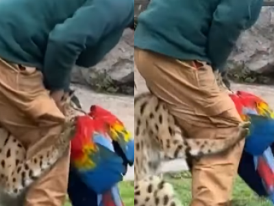 Guacamayo muere en Buinzoo tras ataque de serval durante actividad