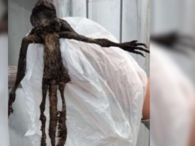 SAG rompió el misterio: esto dijeron sobre la criatura encontrada en Paillaco