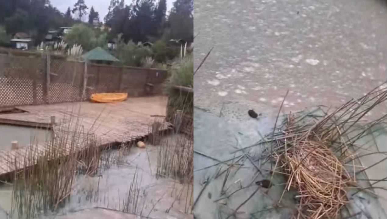 /actualidad/hallan-familia-de-taguas-muerta-en-lago-vichuquen-por-grave-contaminacion