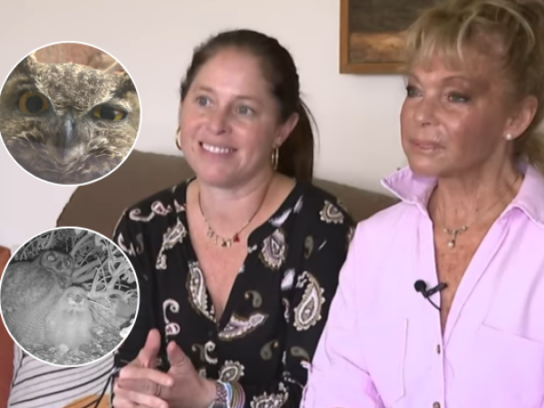 Con cámara 24/7: así vive una familia de búhos en un departamento de Vitacura