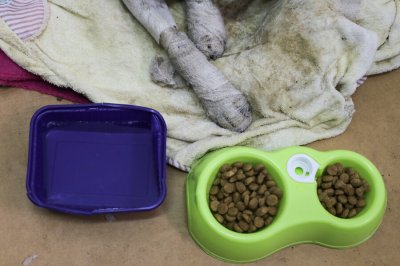 Incendios forestales en Ñuble y Biobío: habilitan atención veterinaria gratuita para mascotas y fauna silvestre