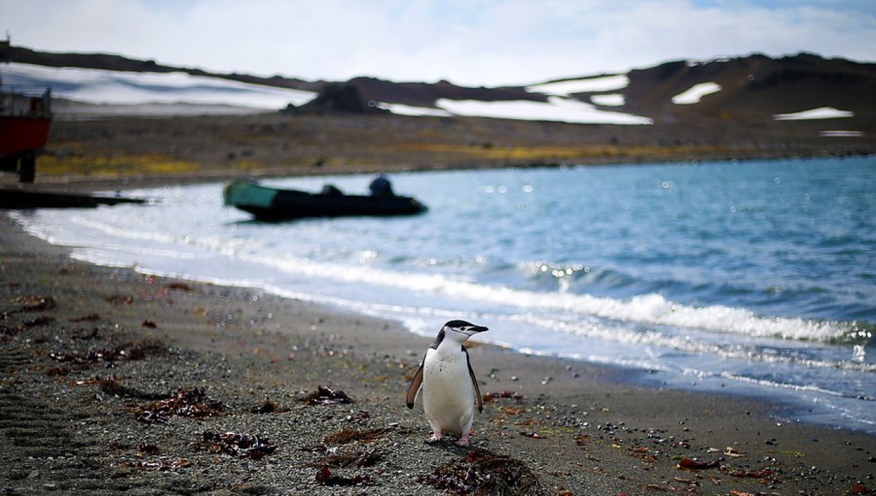 /confirman-influenza-aviar-en-la-antartica-por-tercer-ano-consecutivo