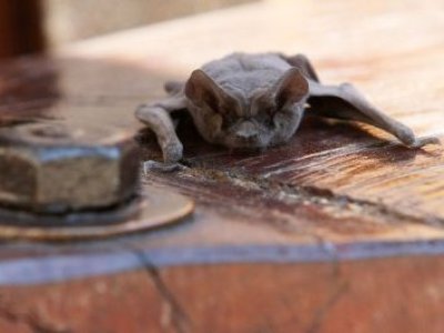 ISP confirmó caso de rabia en murciélago en Frutillar Bajo y activó protocolos preventivos