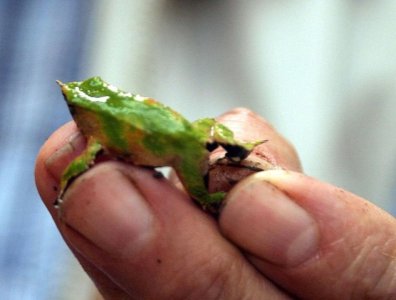 Ejecutivo recula y reincorpora decreto que busca proteger a la ranita de darwin