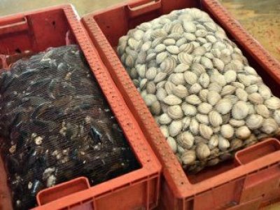 El Instituto de Salud Pública reforzó el llamado a prevenir intoxicaciones por marea roja durante Semana Santa