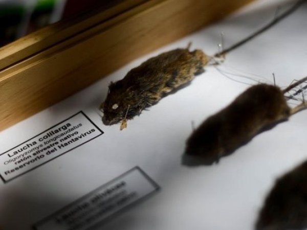 Hantavirus: aumento de casos durante el 2026 en Chile, mantiene en alerta a las autoridades