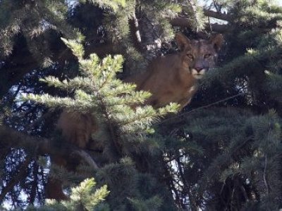 Aumentan reportes de pumas cerca de viviendas en San Fernando y la Región Metropolitana