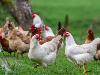 Chile recupera condición de país libre de influenza aviar en aves de corral
