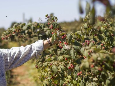 Cuenta Pública Minagri: Ejecutivo fija prioridades para la cartera con énfasis en el desarrollo agrícola