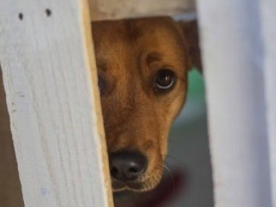 Comisión de Agricultura aprueba norma que permite la caza de perros
