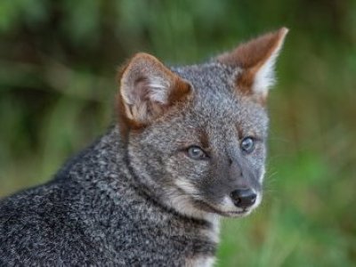 Estudio de investigador chileno pide categorizar a zorro chilote en peligro crítico de extinción