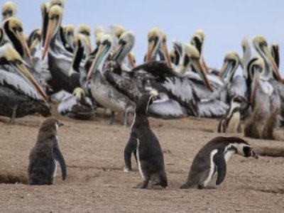 57 pingüinos fueron encontrados muertos en la región del Maule
