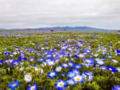 Cancelan polémico evento de electrónica en el Desierto Florido
